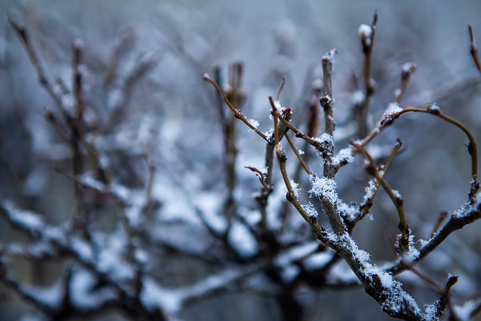 自然，户外，冰，塔林，爱沙尼亚，霜冻，冰柱，树枝