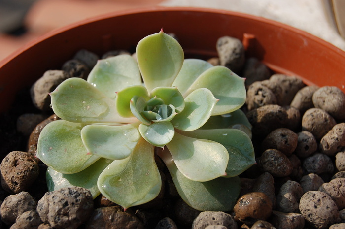 仙人掌，吸吮，植物，多汁植物，生长，自然，没有人，自然之美
