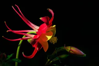 科伦拜恩、毛茛、花园、普通阿克雷、开花、开花、植物群、hahnenfußgewächs