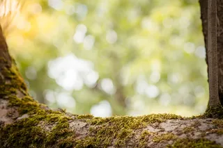 绿色、树木、白天、背景、自然背景视图、雄伟的自然、珠宝、自然图片