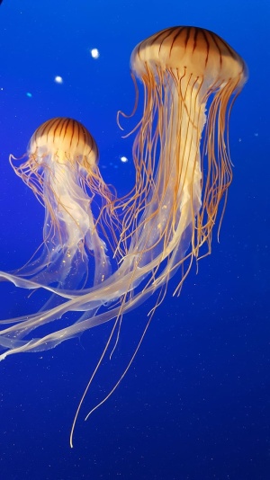动物，水族馆，蓝色，颜色，无脊椎动物，水母，海洋，海洋生物