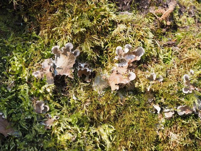 蘑菇，苔藓，卷曲火山口，小山口菌，波状假火山口菌，香菇属，角斗鸡科，桔梗