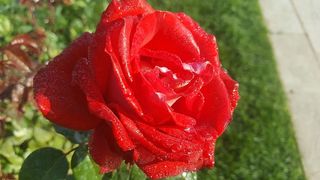 花，自然，植物，玫瑰，红色，开花植物，新鲜度，花瓣