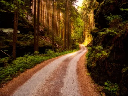道路、森林、白天、小径、自然、景观、树木、徒步旅行 道路、森林、白天、小径、自然、景观、树木、徒步旅行