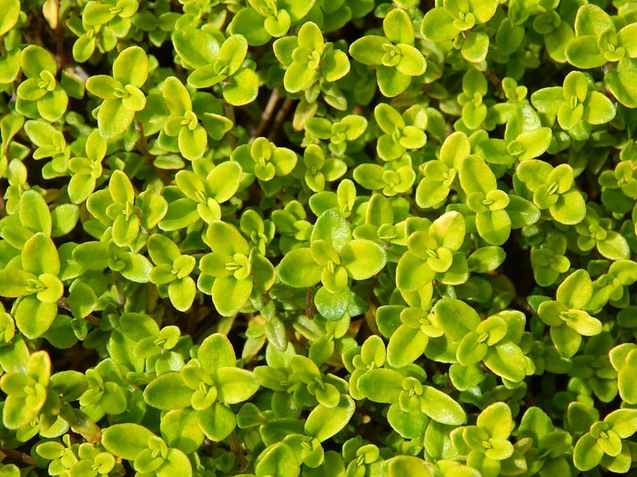 莱姆百里香，百里香，草本植物，花园，植物学，香料，新鲜，天然
