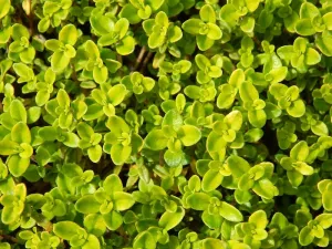 莱姆百里香，百里香，草本植物，花园，植物学，香料，新鲜，天然