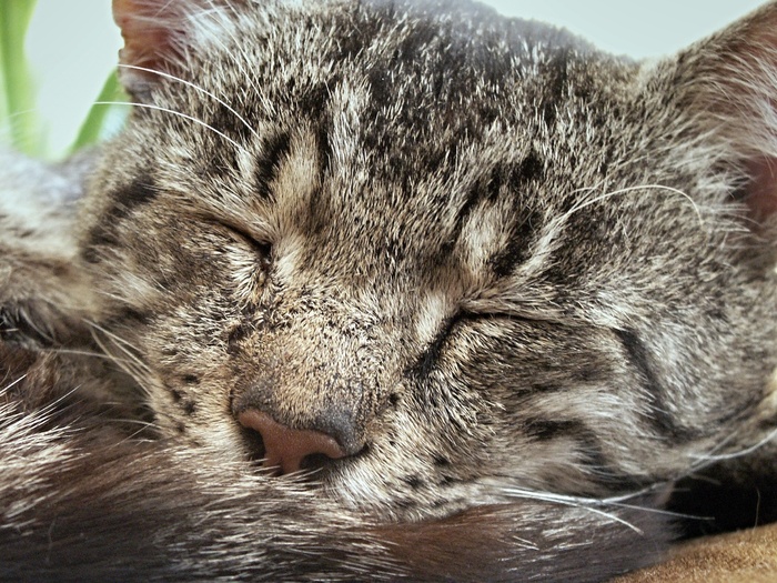tomcat，烟尘，猫，猫脸，猫肖像，细节，宏，睡眠