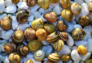 贝壳，白色，石卵石，蜗牛，甲壳类动物，集合，贝壳，自然