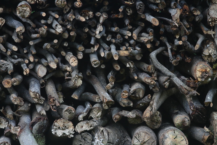 树，自然，pa，背景，完整的框架，大量的物体，丰富的，没有人