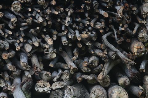 树，自然，pa，背景，完整的框架，大量的物体，丰富的，没有人