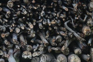 树，自然，pa，背景，完整的框架，大量的物体，丰富的，没有人