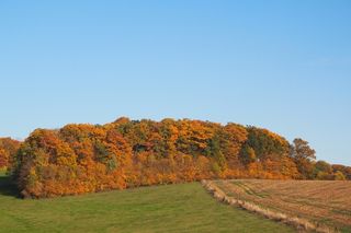 落叶林，印度夏季，森林，可耕地，红色，秋季森林，秋季树叶，树木