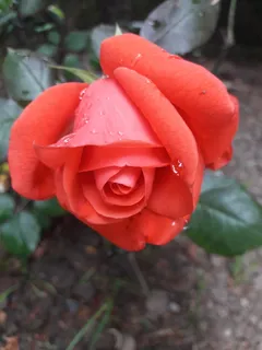 玫瑰、花蕾、花朵、激情、爱情、甜蜜、温柔、精彩 玫瑰、花蕾、花朵、激情、爱情、甜蜜、温柔、精彩