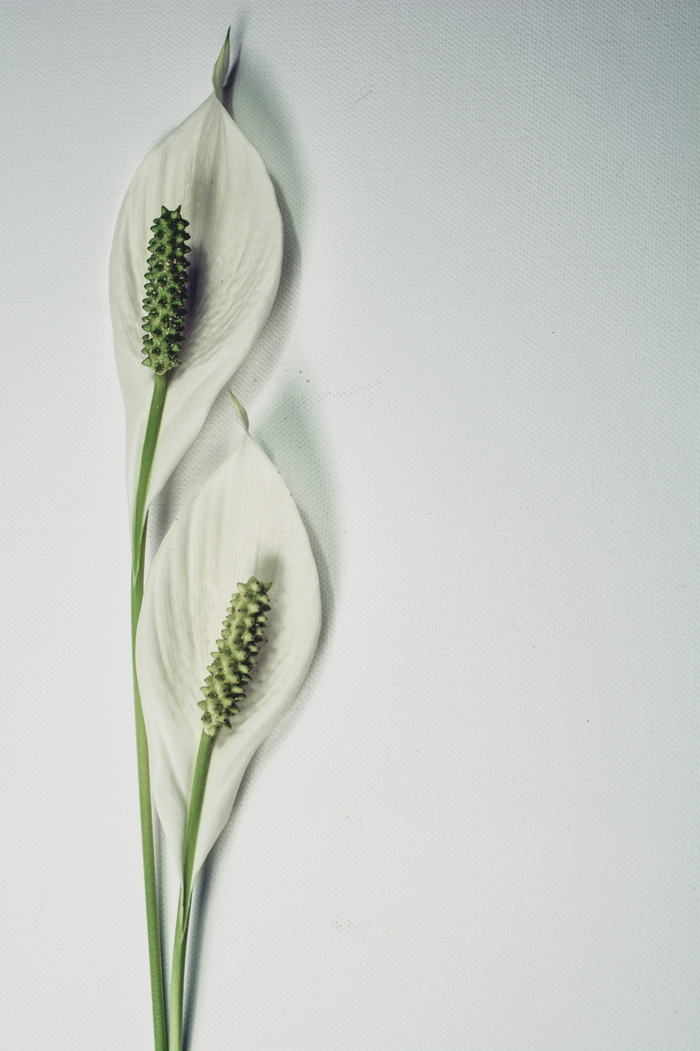 白色和绿色花卉植物, 和平百合, 花, 植物, 百合, 盛开, 植物学, 孤立