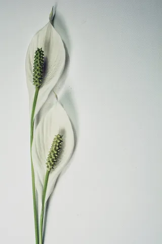 白色和绿色花卉植物, 和平百合, 花, 植物, 百合, 盛开, 植物学, 孤立