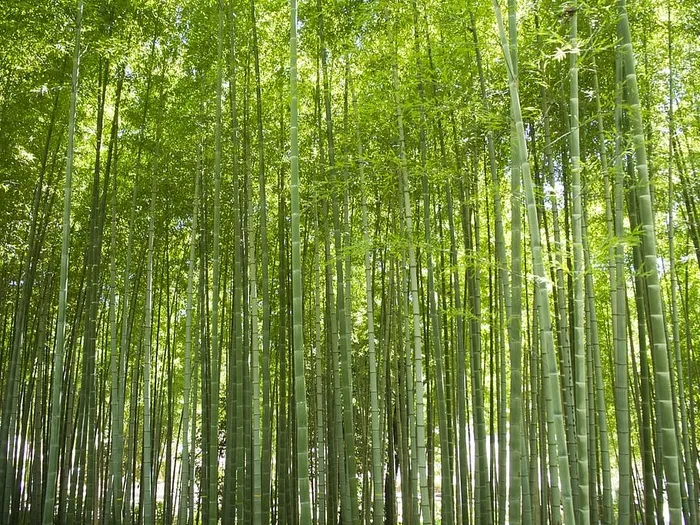 竹子、森林、绿色、天然、木材、环境、景观、植物