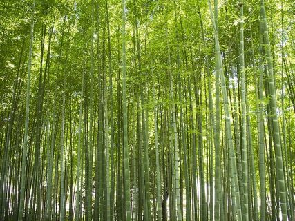 竹子、森林、绿色、天然、木材、环境、景观、植物