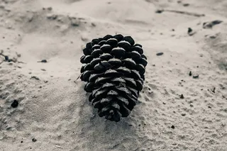 树锥的特写镜头