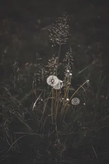 白色蒲公英花，植物，花，花，草，蒲公英，杂草，蜘蛛