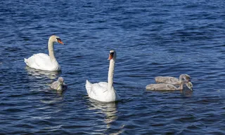 天鹅，天鹅家族，小天鹅，鸟类，野生动物，动物，鸟，水