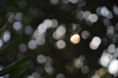 绿叶特写摄影 绿叶特写摄影