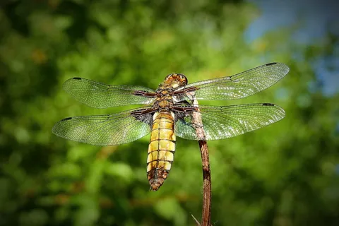 选择性,聚焦摄影,棕色,黑色,蜻蜓,栖息,树枝,瓦卡 选择性,聚焦摄影,棕色,黑色,蜻蜓,栖息,树枝,瓦卡