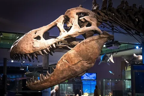 恐龙，骨骼，化石，霸王龙，霸王龙，骨头，头骨，侏罗纪