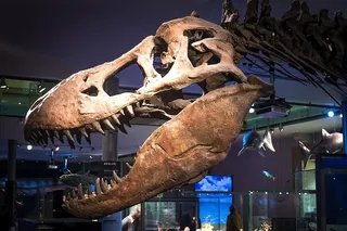 恐龙，骨骼，化石，霸王龙，霸王龙，骨头，头骨，侏罗纪