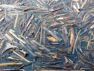 浮木，康斯坦斯湖，林道，水，浮木，巴伐利亚，全框架，自然