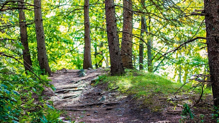 自然、森林、景观、树木、心情、大气、户外、道路