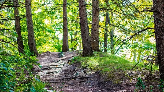 自然、森林、景观、树木、心情、大气、户外、道路