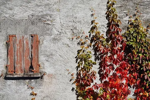 葡萄藤，葡萄酒伴侣，秋天，叶子，秋天的叶子，红色，着色，野生葡萄藤