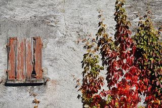 葡萄藤，葡萄酒伴侣，秋天，叶子，秋天的叶子，红色，着色，野生葡萄藤