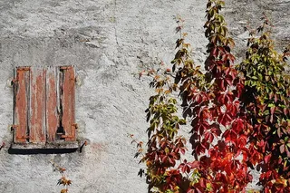 葡萄藤，葡萄酒伴侣，秋天，叶子，秋天的叶子，红色，着色，野生葡萄藤