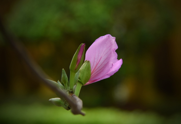 紫色，温柔，花，盛开，场景，季节，开花植物，花