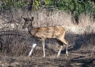 梅花鹿、石鳖、doe、雌性、轴心、鹿、野生动物、哺乳动物