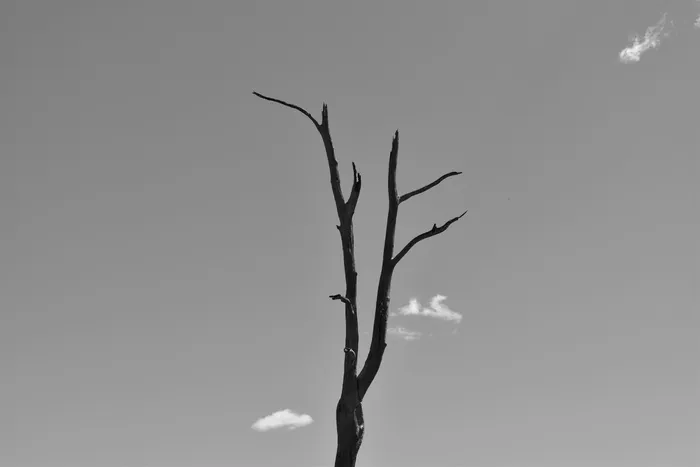 无叶树的单色照片