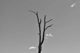 无叶树的单色照片