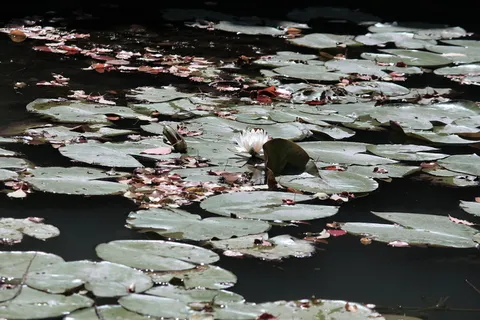 绿色百合花垫在水体上