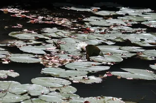 绿色百合花垫在水体上