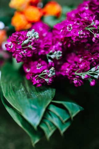 五彩缤纷的奇花异草