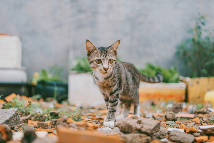 银斑猫的选择性聚焦摄影