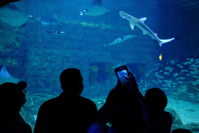 人们看鲨鱼，水族馆，水，人，海洋生物，动物，人，人