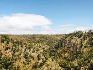 植被、植物、灌木、户外、土地、荒野、树木、雨林