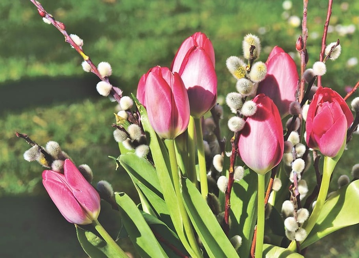郁金香，郁金香花束，柳絮，棕猫，白兰地，春花，花瓣