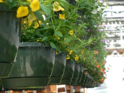 花卉、温室、花园、植物、绿化、园艺、园艺、春天