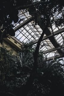 法国, 斯特拉斯堡, 丛林, 树, 佳能 6d mark ii, 佳能, 树, 植物