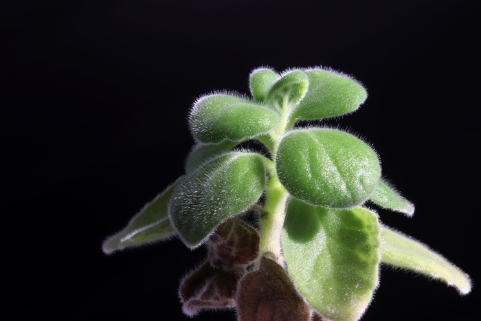 盆栽植物，花卉，植物，自然，肉质，肉质植物，迷你盆栽，makro