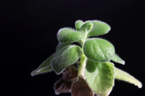 盆栽植物,花卉,植物,自然,肉质,肉质植物,迷你盆栽,makro 盆栽植物,花卉,植物,自然,肉质,肉质植物,迷你盆栽,makro