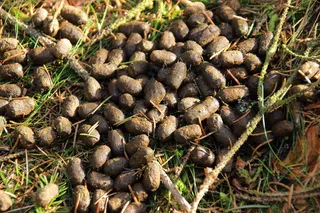 溶液、粪便、粪便、森林、森林地面、动物、无人、自然